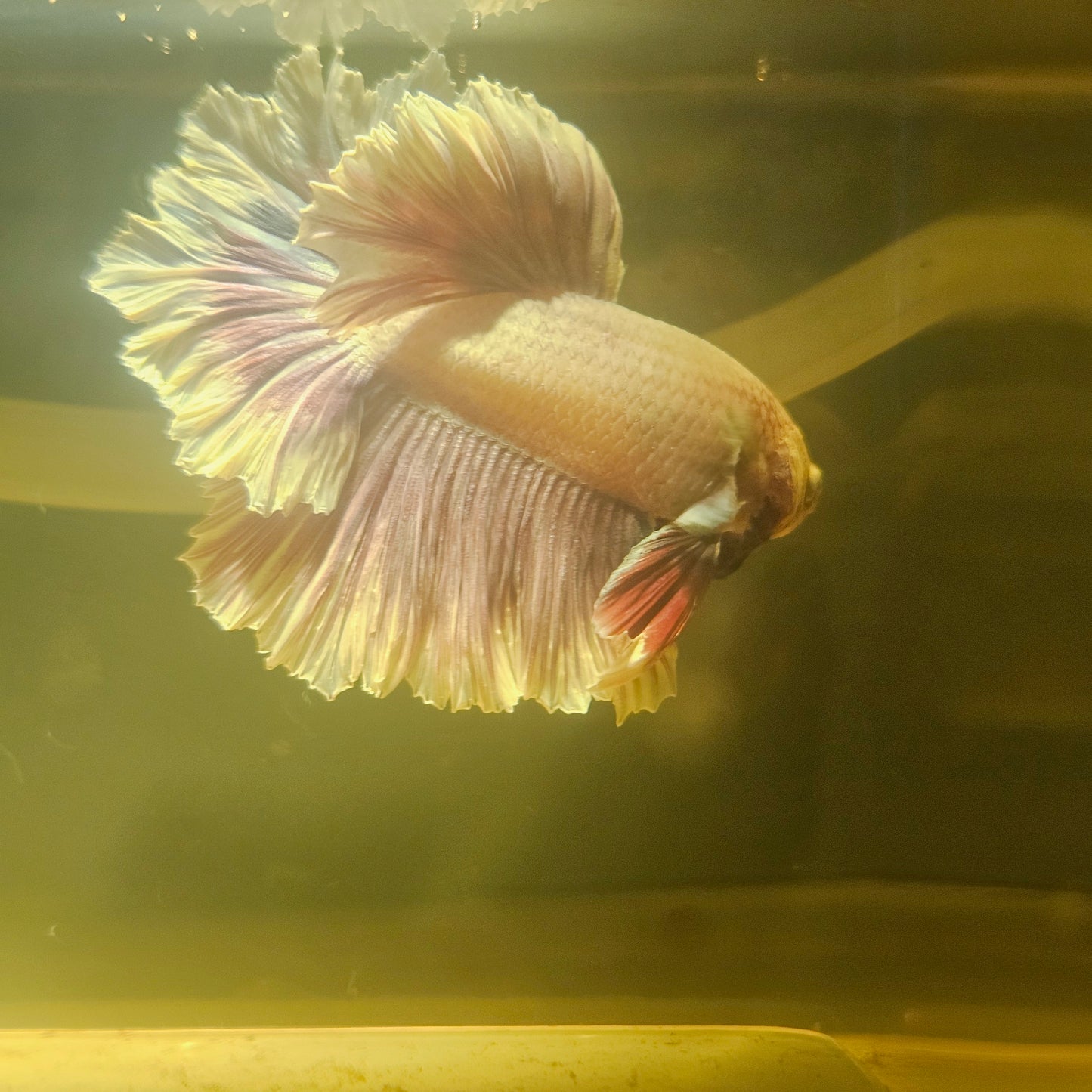 Light Color Maple Leaf Halfmoon Betta 2605A05