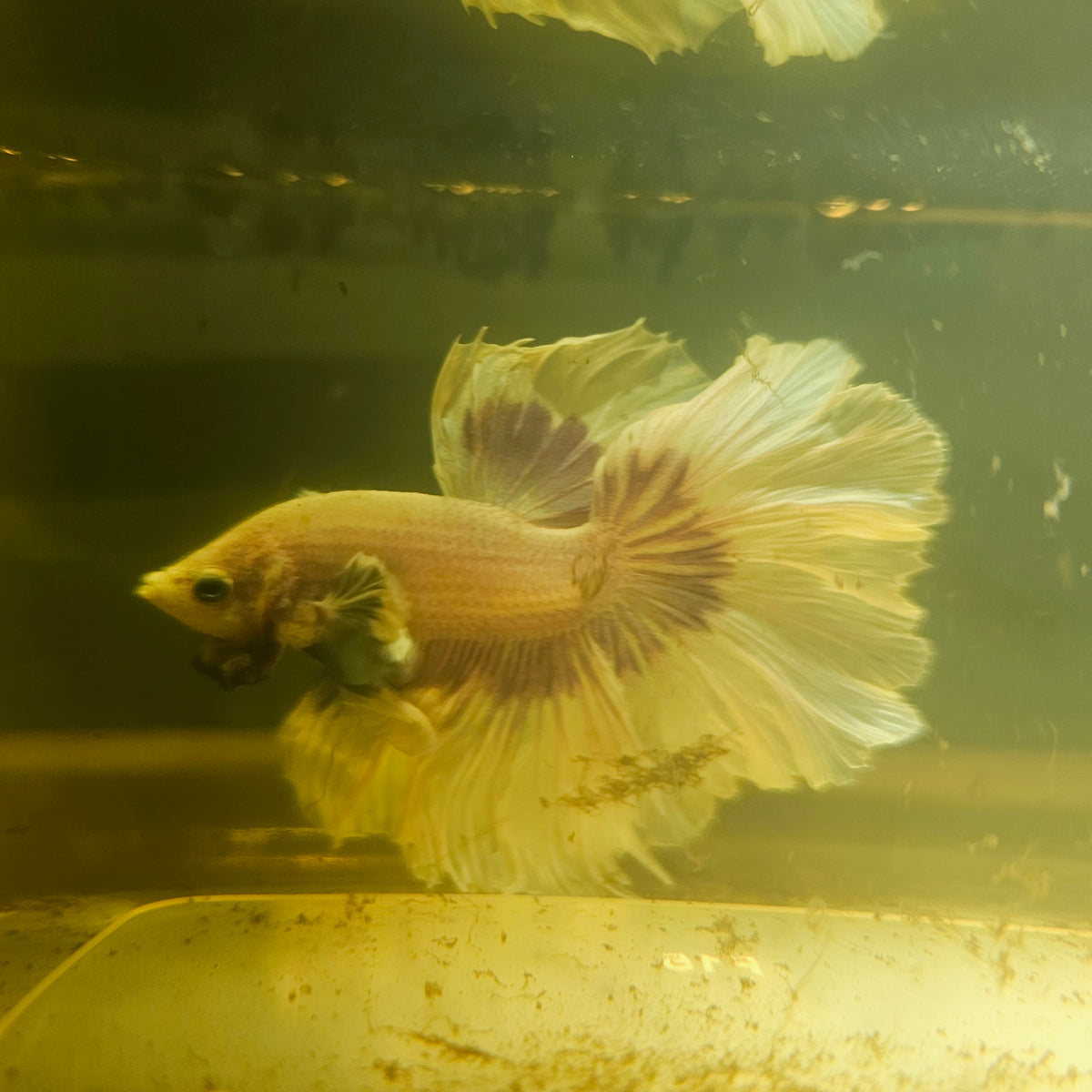 Purple White Feathertail Dumbo Halfmoon Betta 2605B62