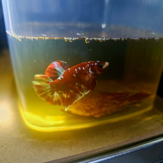 BARONGSAI BETTA 260422