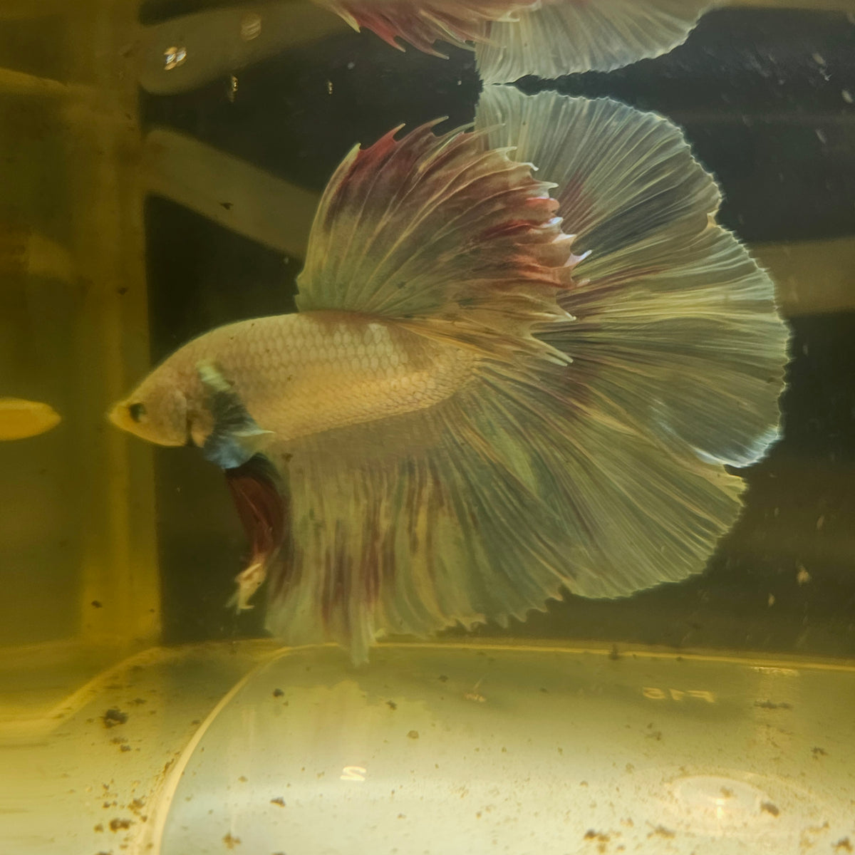 Light Color Dumbo Rosetail Halfmoon Betta (OHM) 2605B57