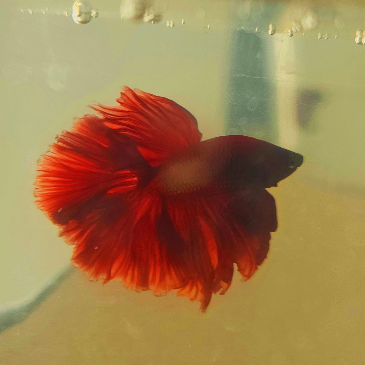 SOLID COLOR SPECIAL TAIL HALFMOON BETTA 260929