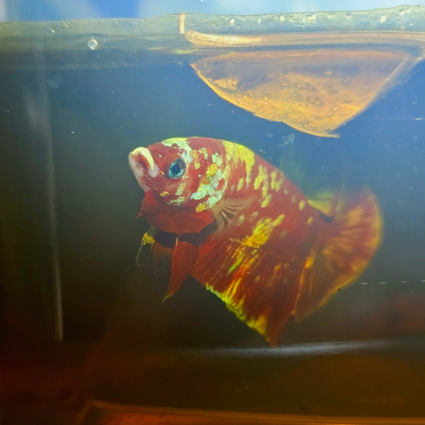BARONGSAI BETTA 260440