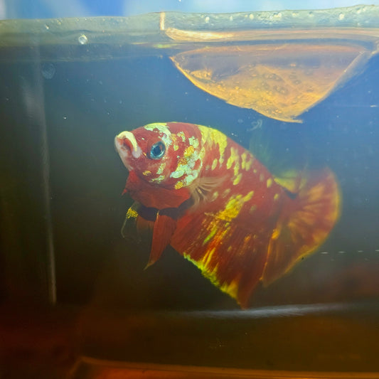 BARONGSAI BETTA 260440