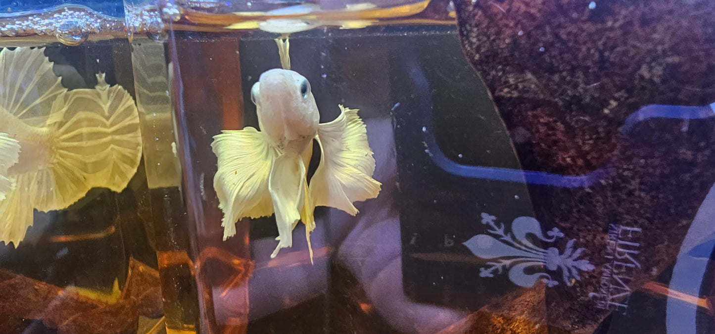 DUMBO BIANCO PURO PK 04