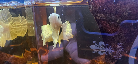 DUMBO BIANCO PURO PK 04