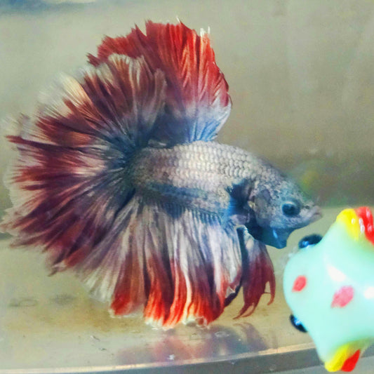 DARK COPPER COLOR SPECIAL TAIL HALFMOON BETTA 260924 premium Betta Fish detail