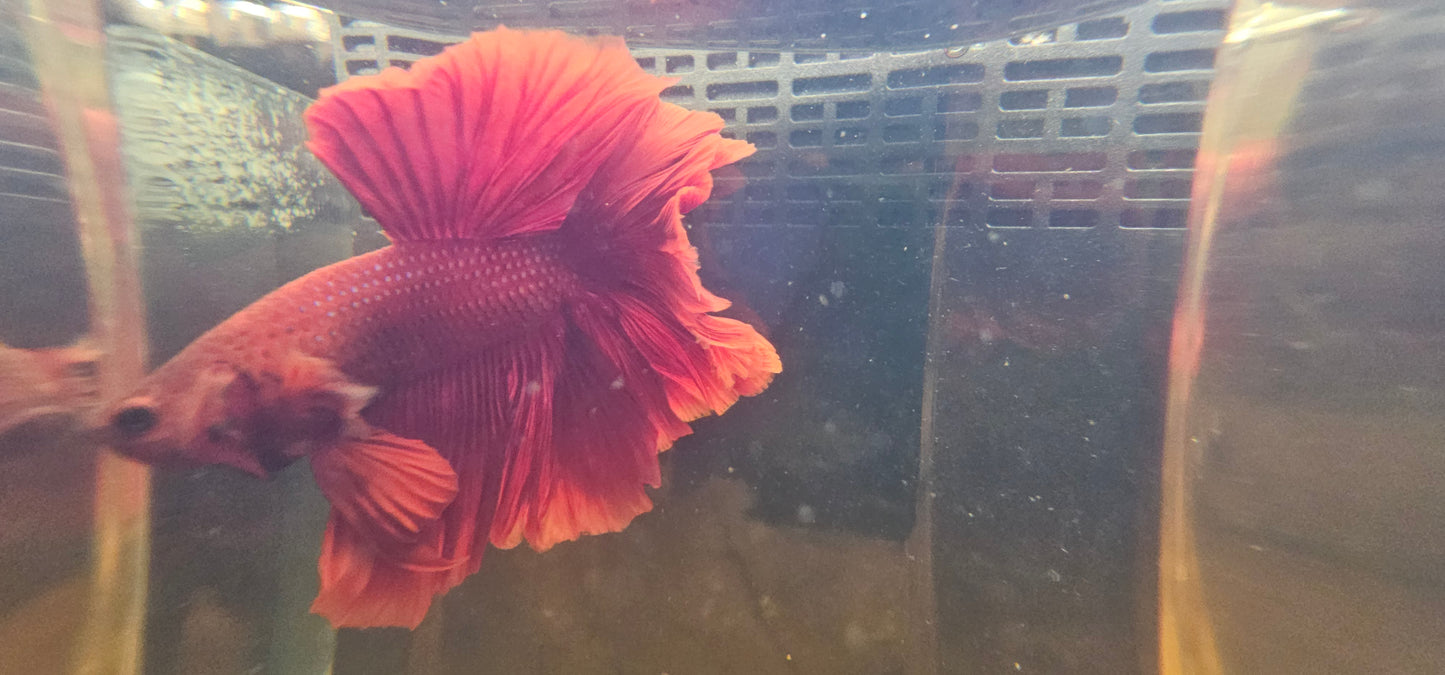SUPER RED TAIL HALFMOON 02