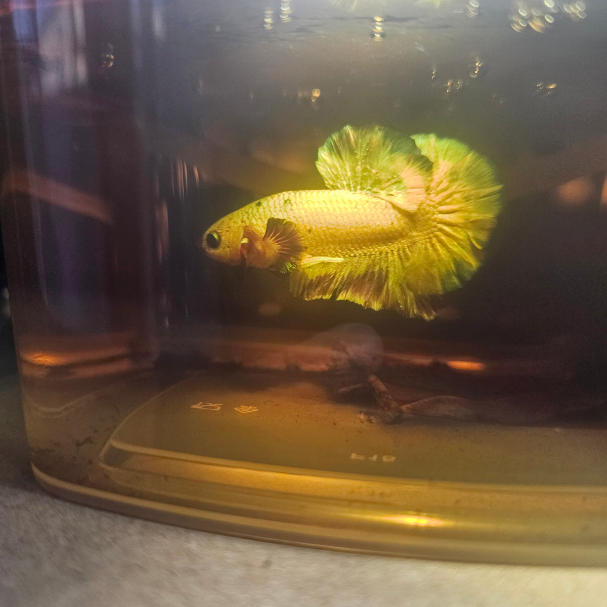 Metalic Candy Betta 260493
