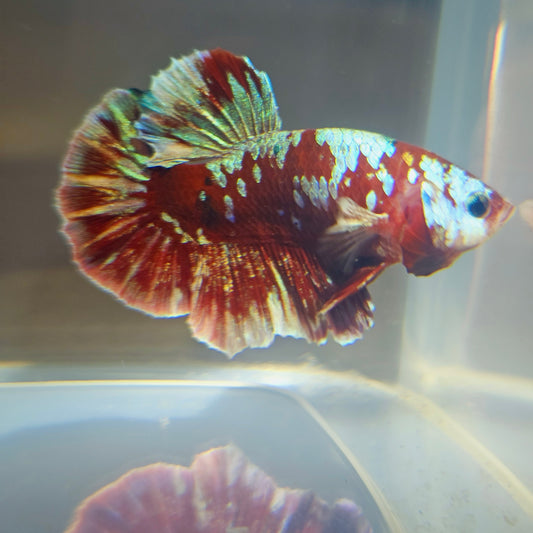 BARONGSAI BETTA 260480