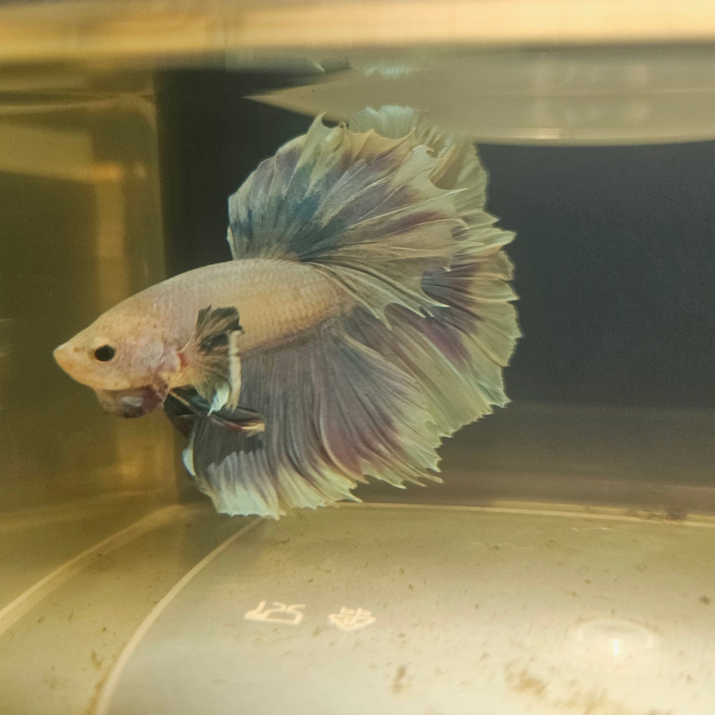 Purple White Rosetail Dumbo Halfmoon Betta 2605B60