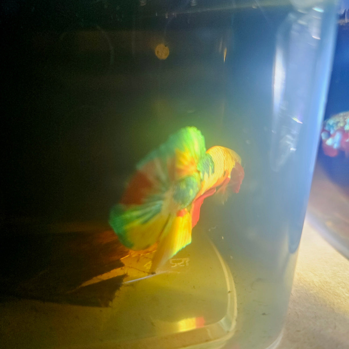 Nemo Candy Betta 260419
