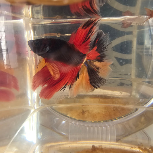 Red black candy Halfmoon (OHM)250718