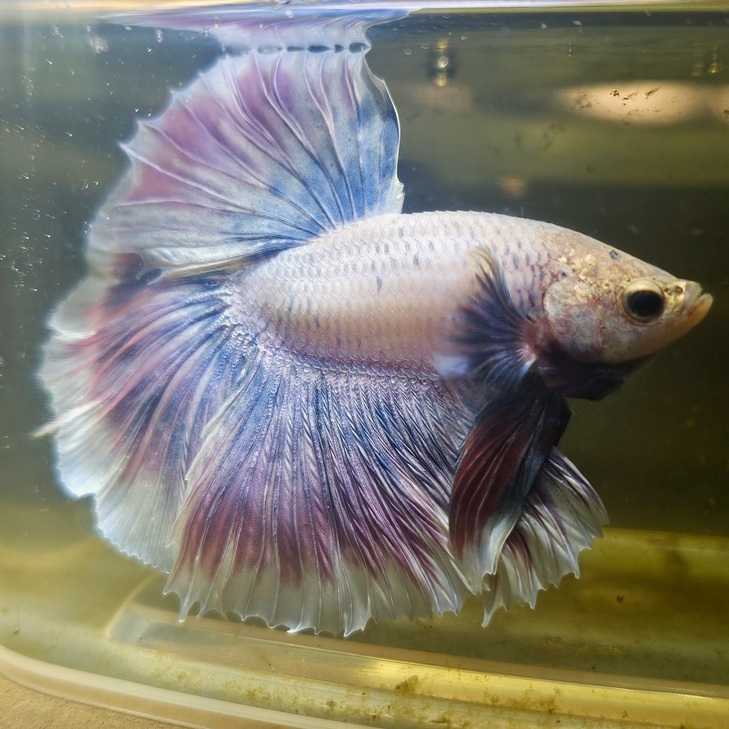 Purple White Rosetail Halfmoon Betta(OHM) 2605A09