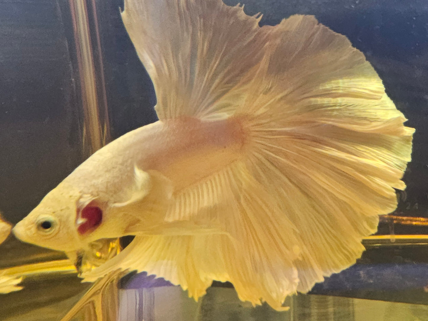 SUPER TAIL HALFMOON PURE WHITE 01