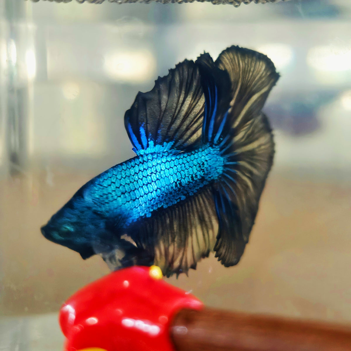 DARK COLOR SPECIAL TAIL HALFMOON BETTA 260925