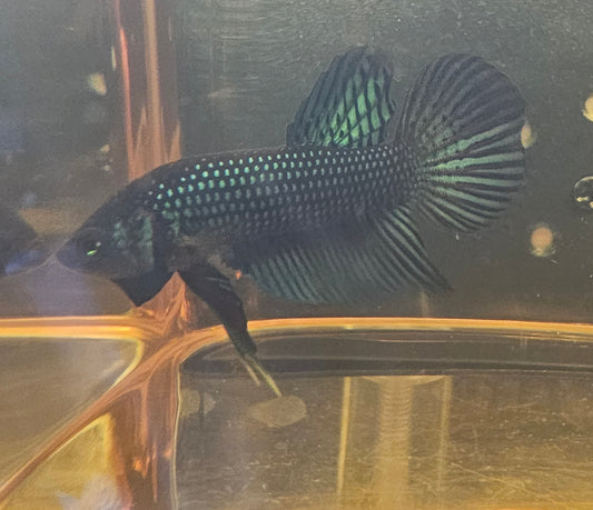 MAHACHAI WILD BETTA 01 (CODA CHITARRA)