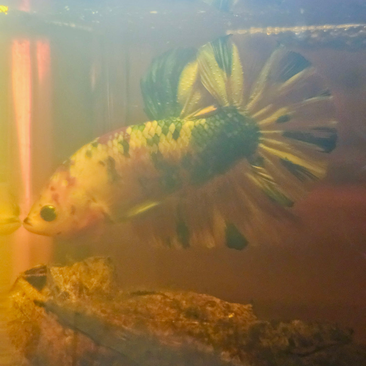 Metalic Candy Betta 260468