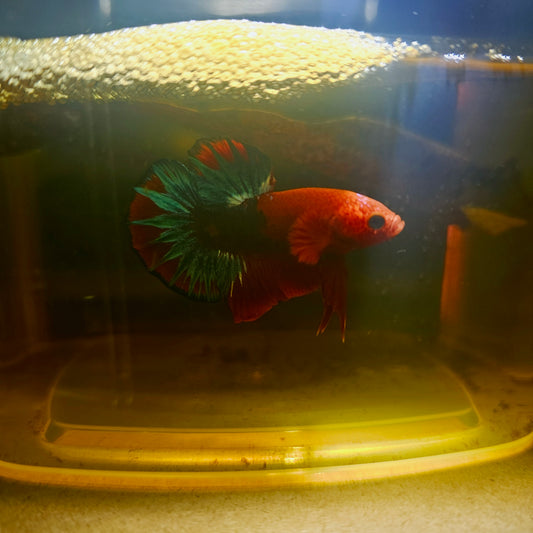 HELL BOY BETTA 260494