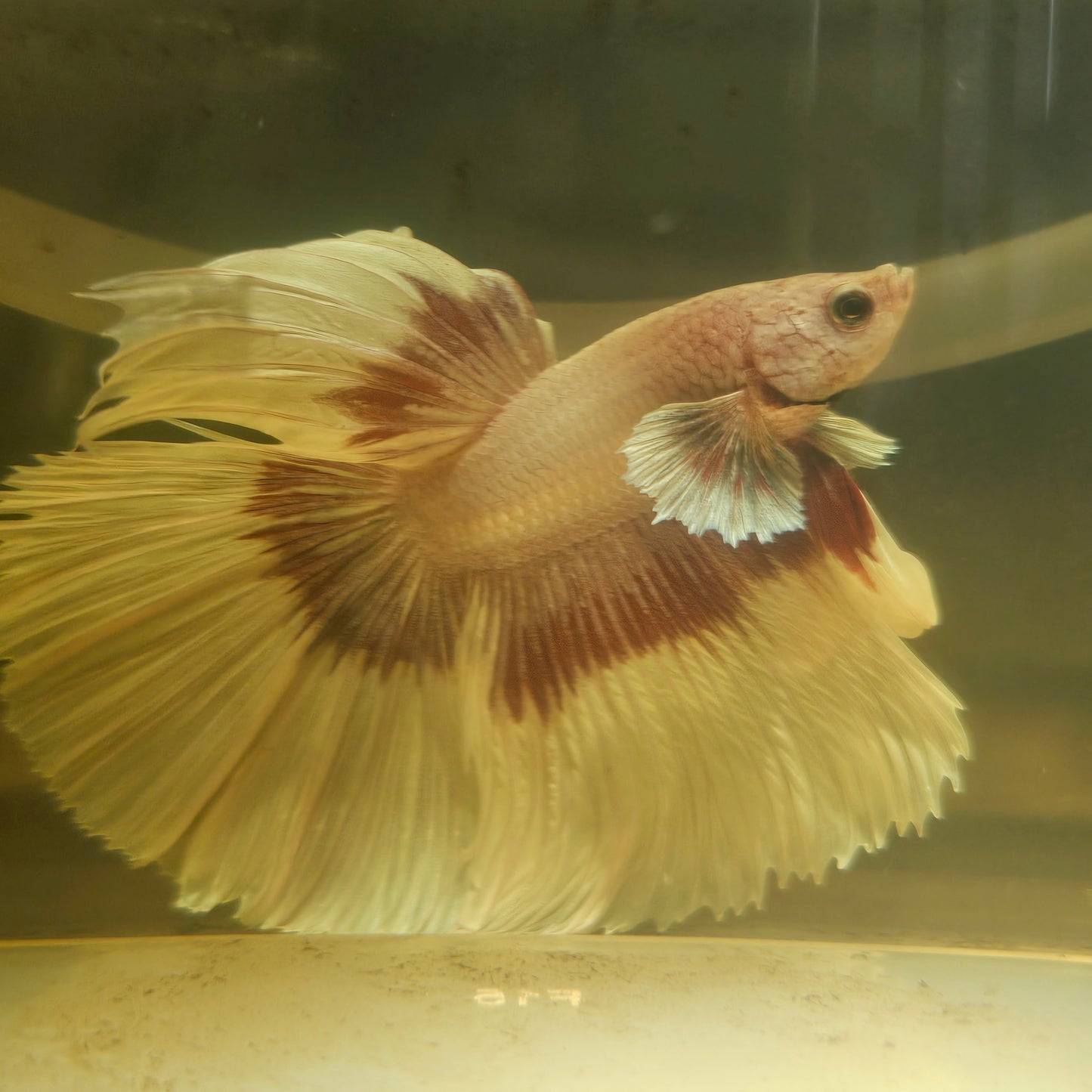 Purple White Rosetail Halfmoon Betta(OHM)2605A18
