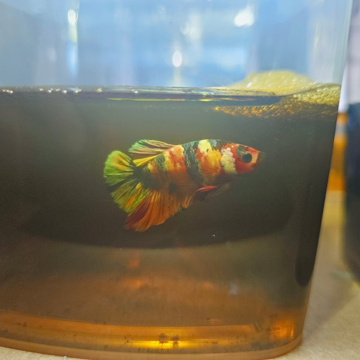 Nemo Candy Betta 260488