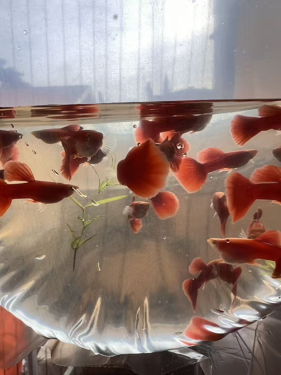 FULL RED ALBINO GUPPY (BIG DORSAL FIN)/粗体大背全红白子孔雀