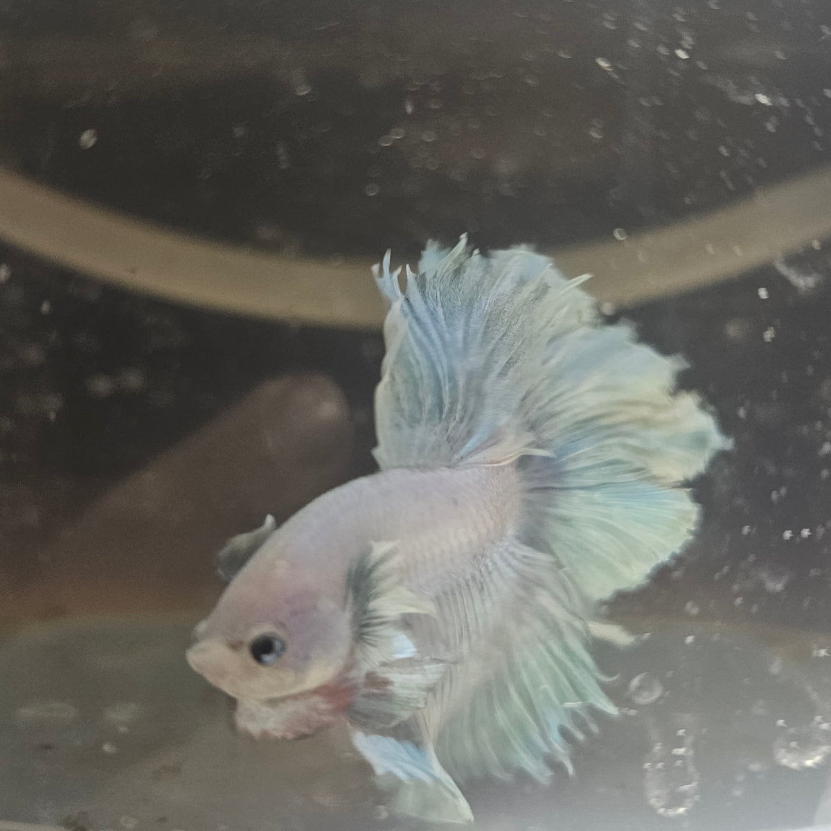 Light Color Maple Leaf Halfmoon Betta 2605A52
