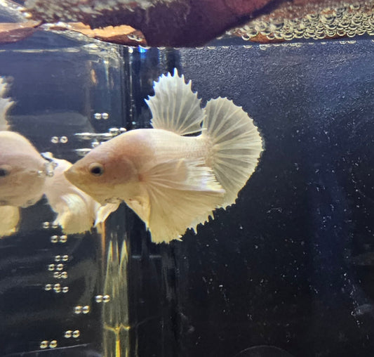 DUMBO BIANCO PURO PK 02