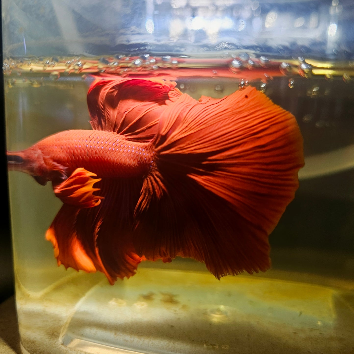 Giant Full Red Rosetail Halfmoon Betta(OHM) 2605A25