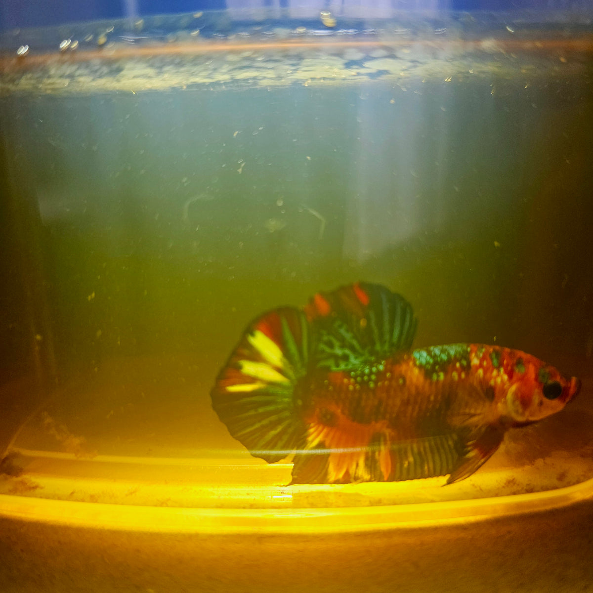 Metalic Candy Betta 260450