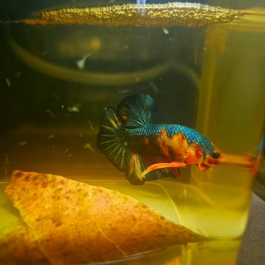 METALIC CANDY BETTA 260401