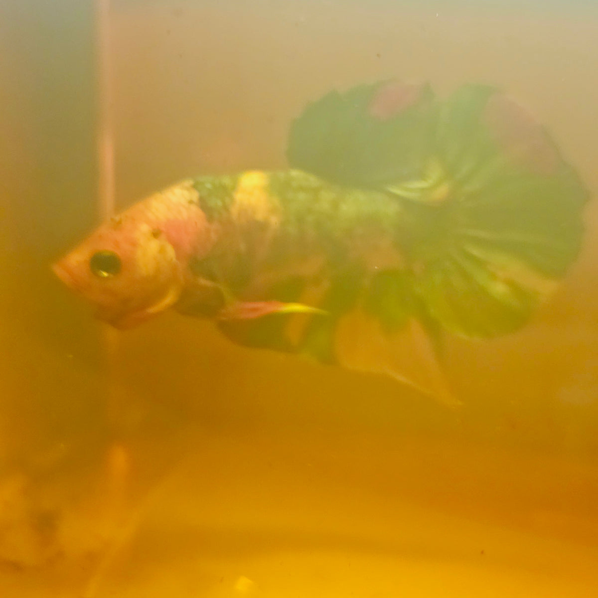 Metalic Candy Betta 260471