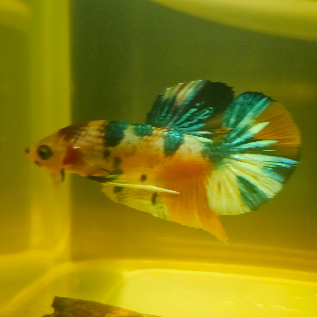 Metalic Candy Betta 260458