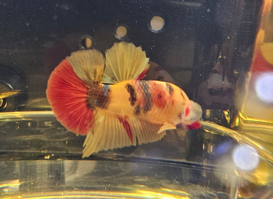 YELLOW CANDY PK (SPECIALE)04