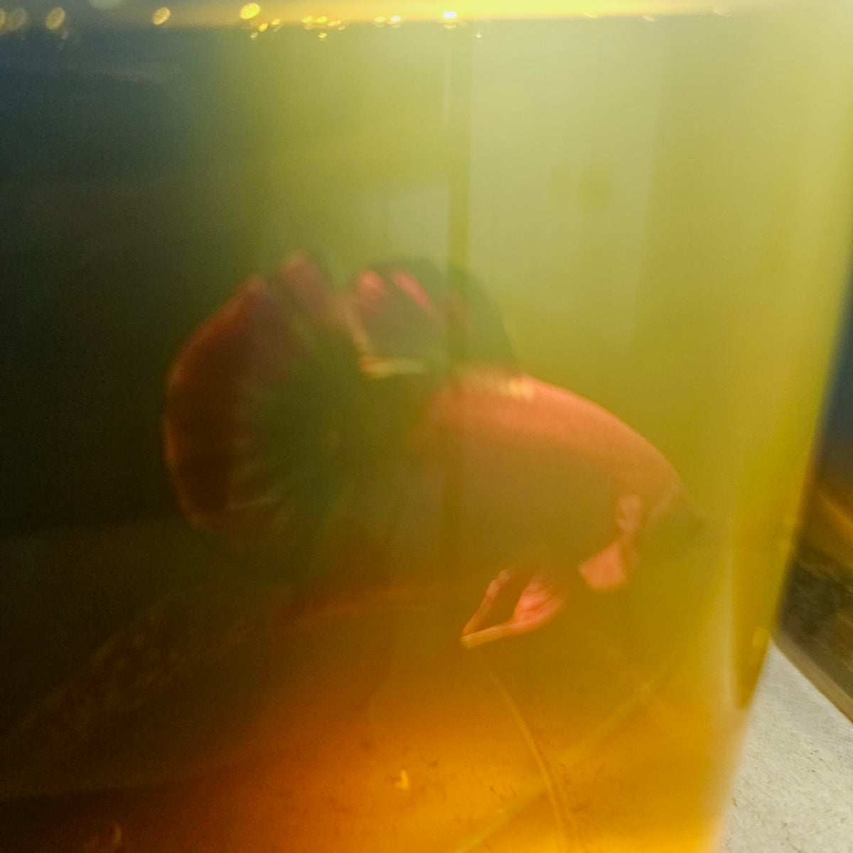 Hell Boy Betta 260479