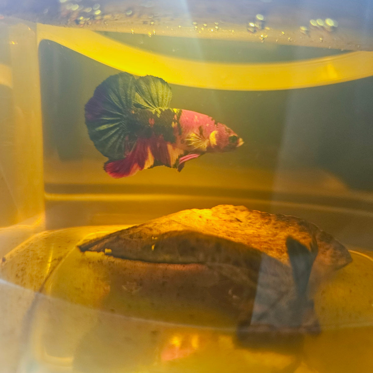Nemo Candy Betta 260477