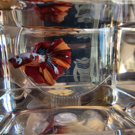 Red galaxy candy Halfmoon (OHM)250713