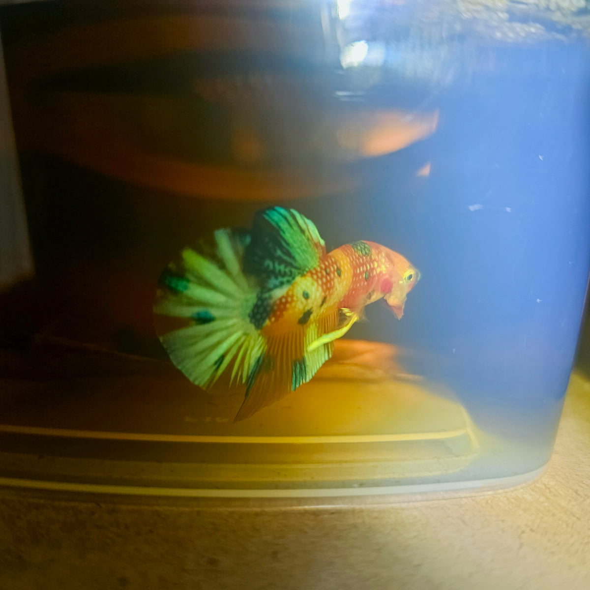 Metalic Candy Betta 260428