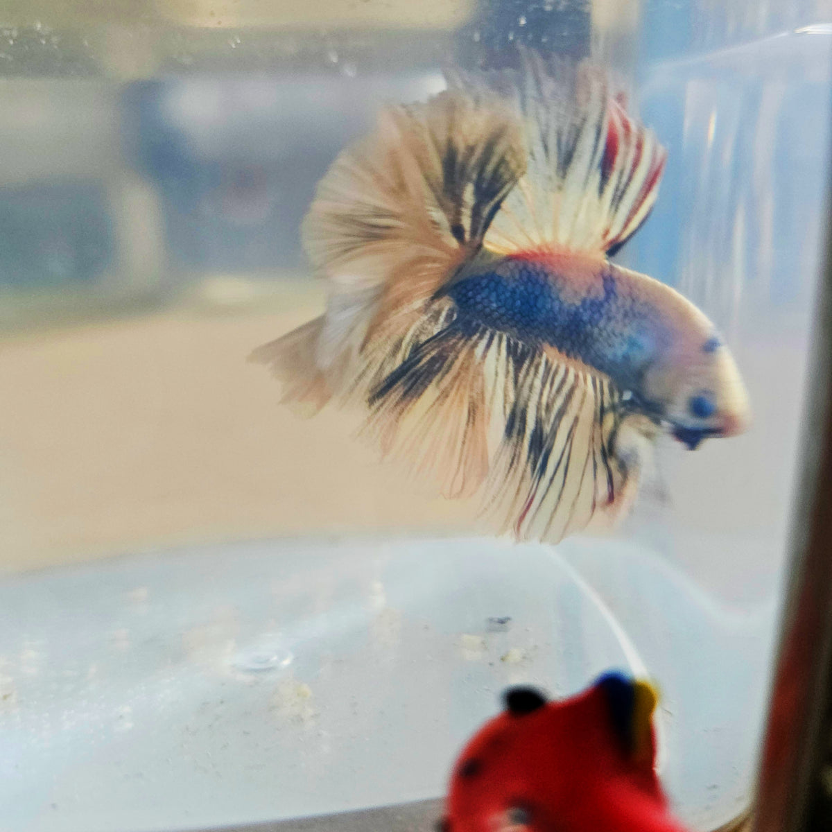 LIGHT COLOR SPECIAL TAIL HALFMOON BETTA 260927