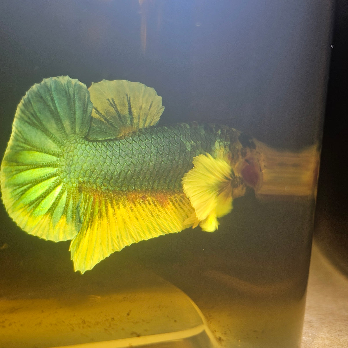 Candy Dumbo Betta 260415