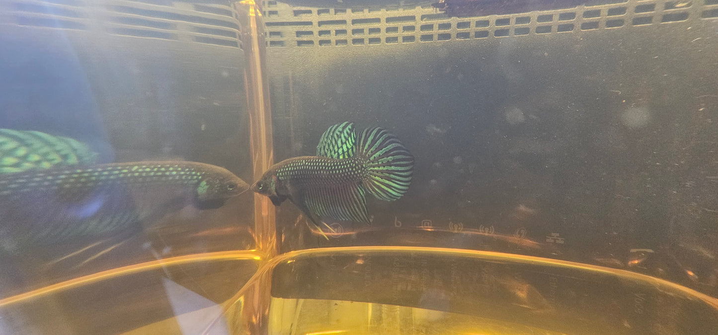 MAHACHAI WILD BETTA 03 (GUITAR TAIL)