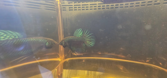 MAHACHAI WILD BETTA 03 (CODA CHITARRA)