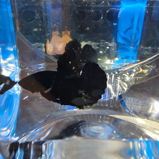 SUPER BLACK HMPK 250909