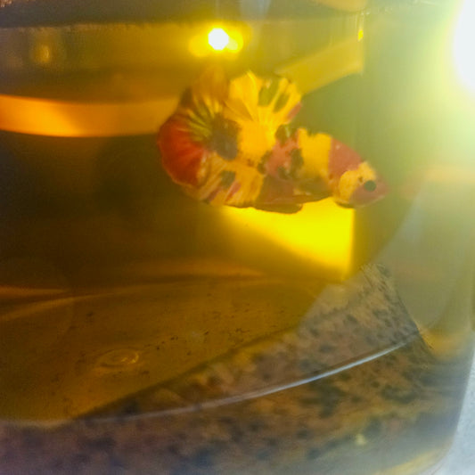 NEMO CANDY BETTA 260478