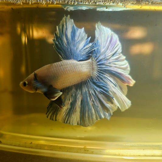 Light Color Dumbo Rosetail Halfmoon Betta 2605A13