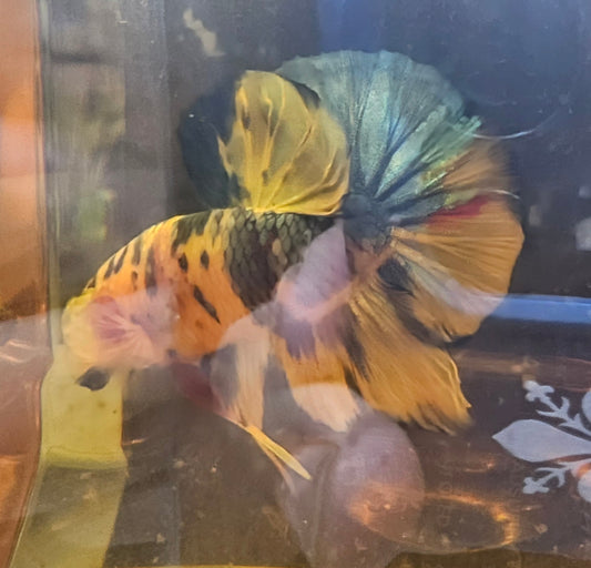 YELLOW CANDY (L+) 0522