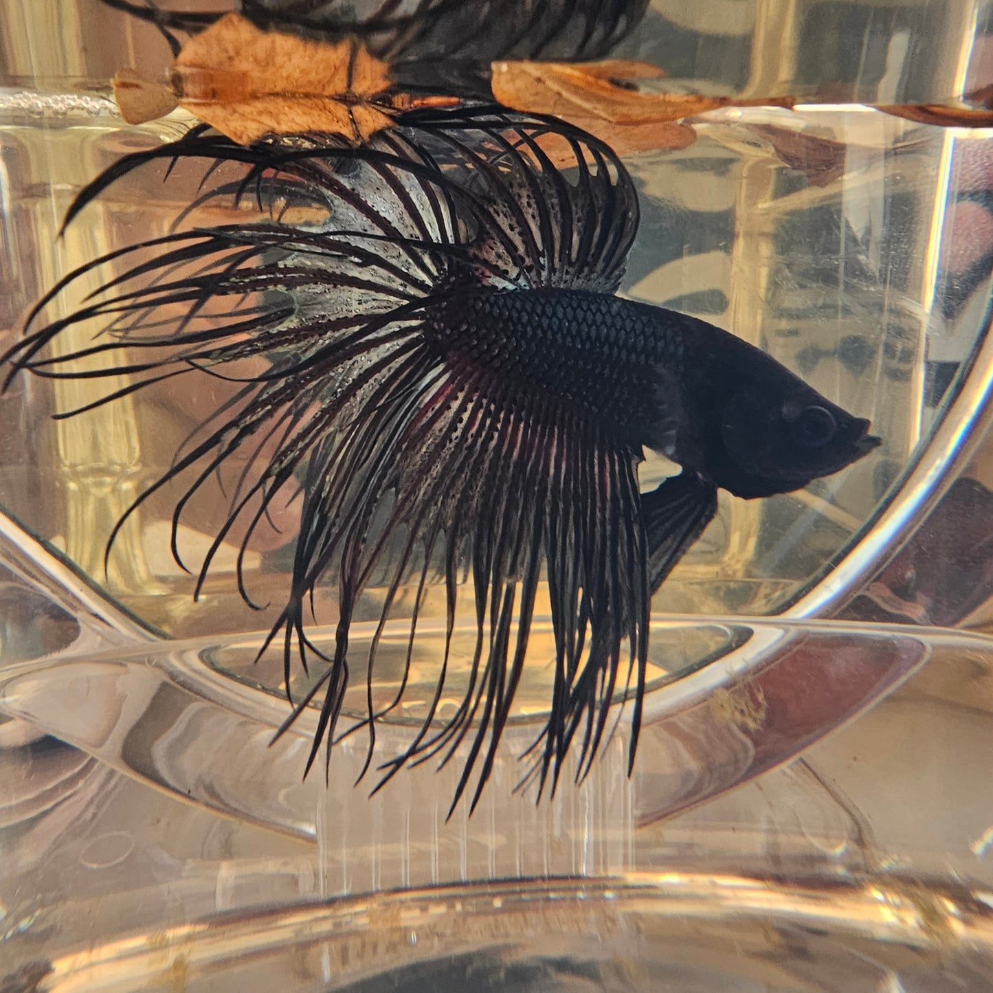 CT BLACK (L)250721