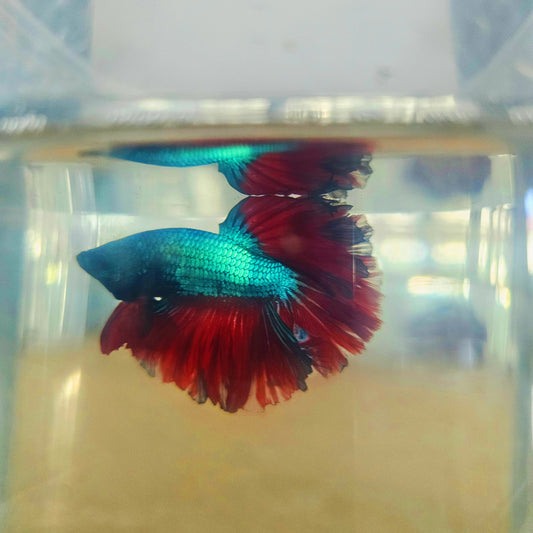 DARK COLOR SPECIAL TAIL HALFMOON BETTA 260920 premium Betta Fish detail