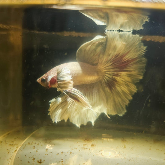 Light Color Maple Leaf Halfmoon Betta 2605B59