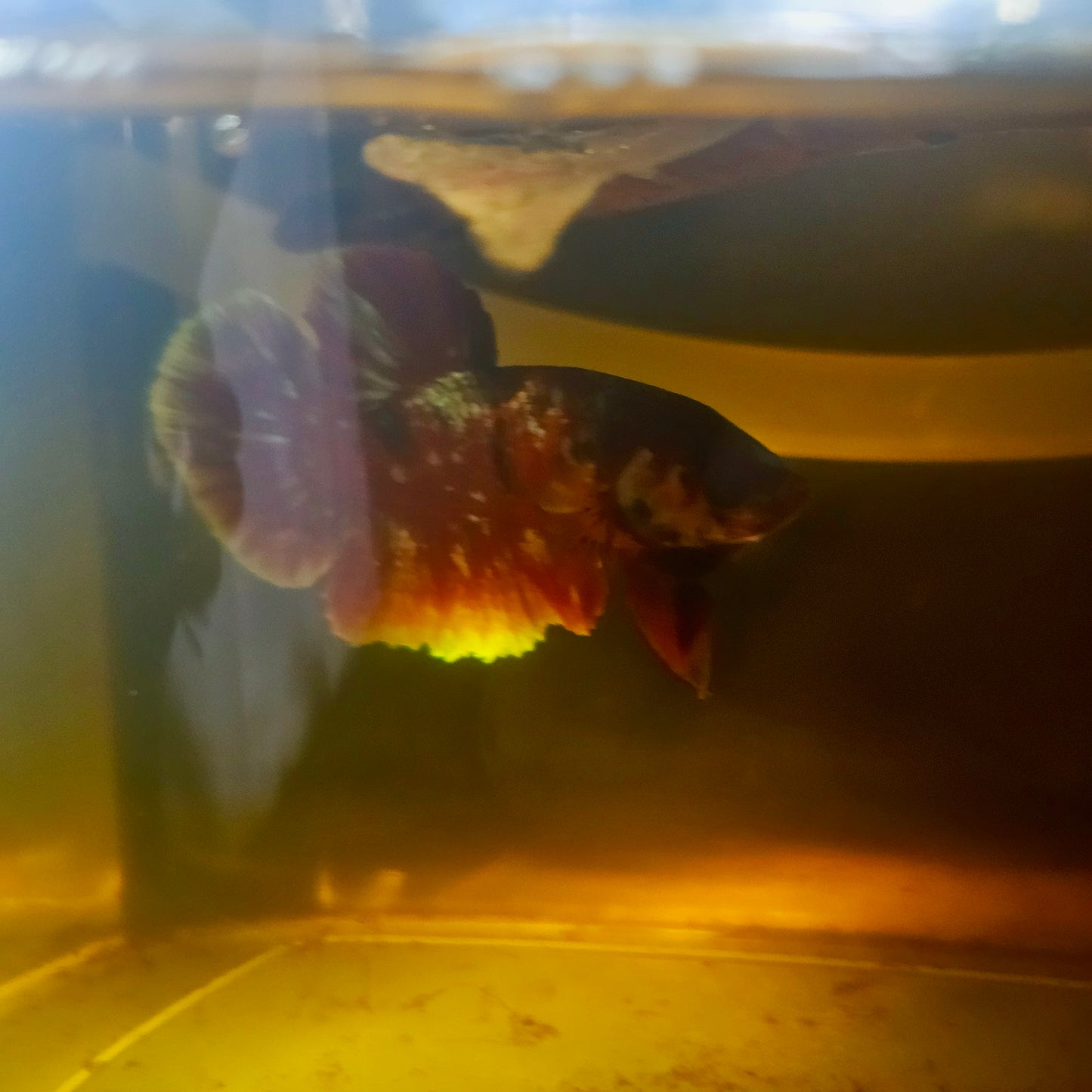 BARONGSAI BETTA 260429