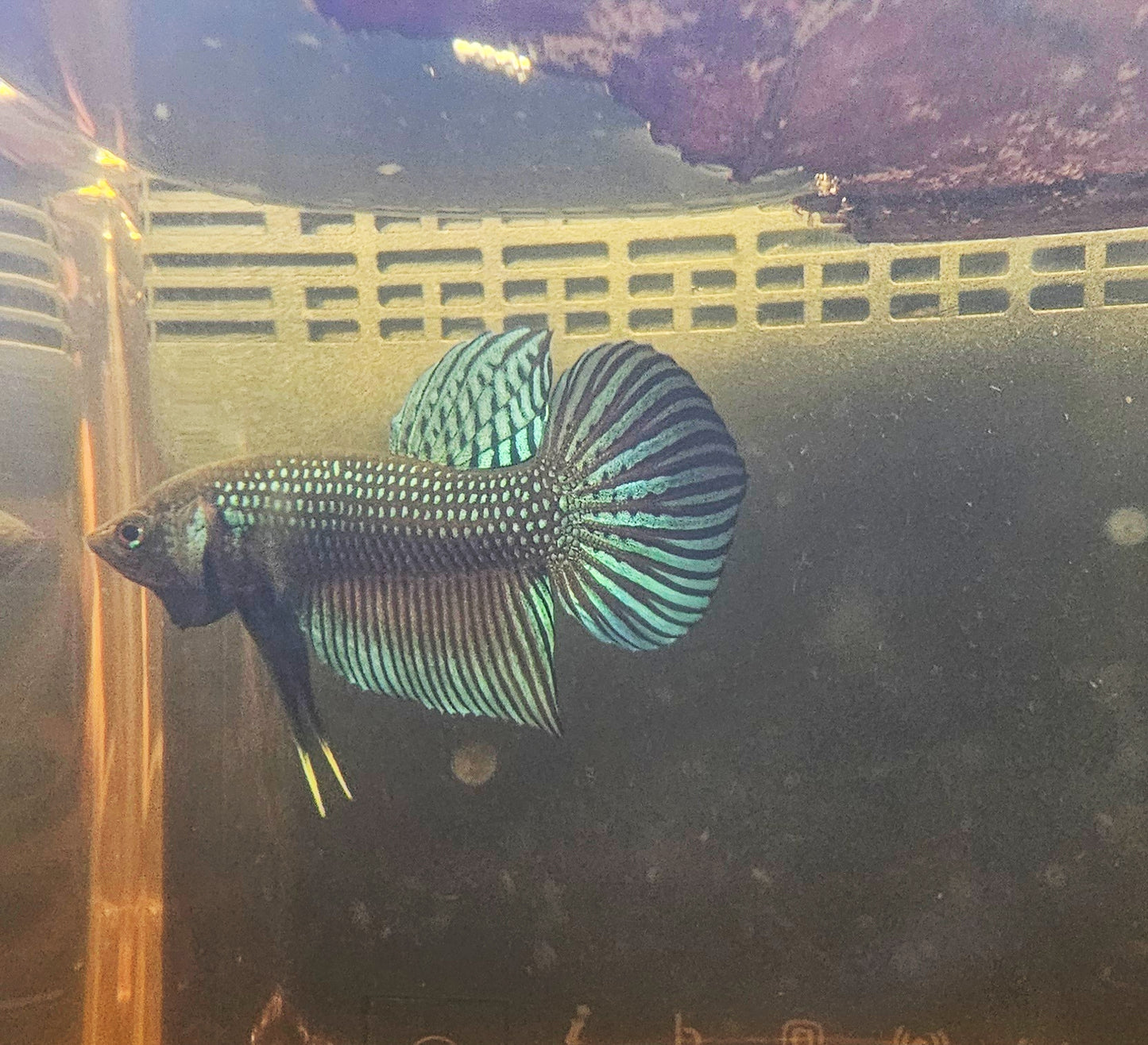 MAHACHAI WILD BETTA 03 (GUITAR TAIL)